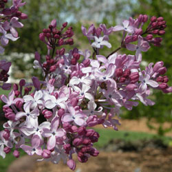 Lilac